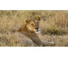 Wildlife Safari Experience with Best Wildlife safari in Uganda