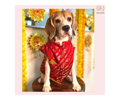 Wedding Dog Sherwani