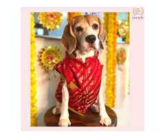 Wedding Dog Sherwani