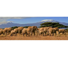 Enjoy Serengeti National Park Tours with Asante Travel Group